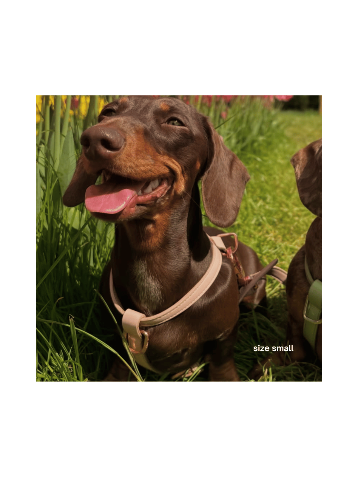 Harness – Marshmallow