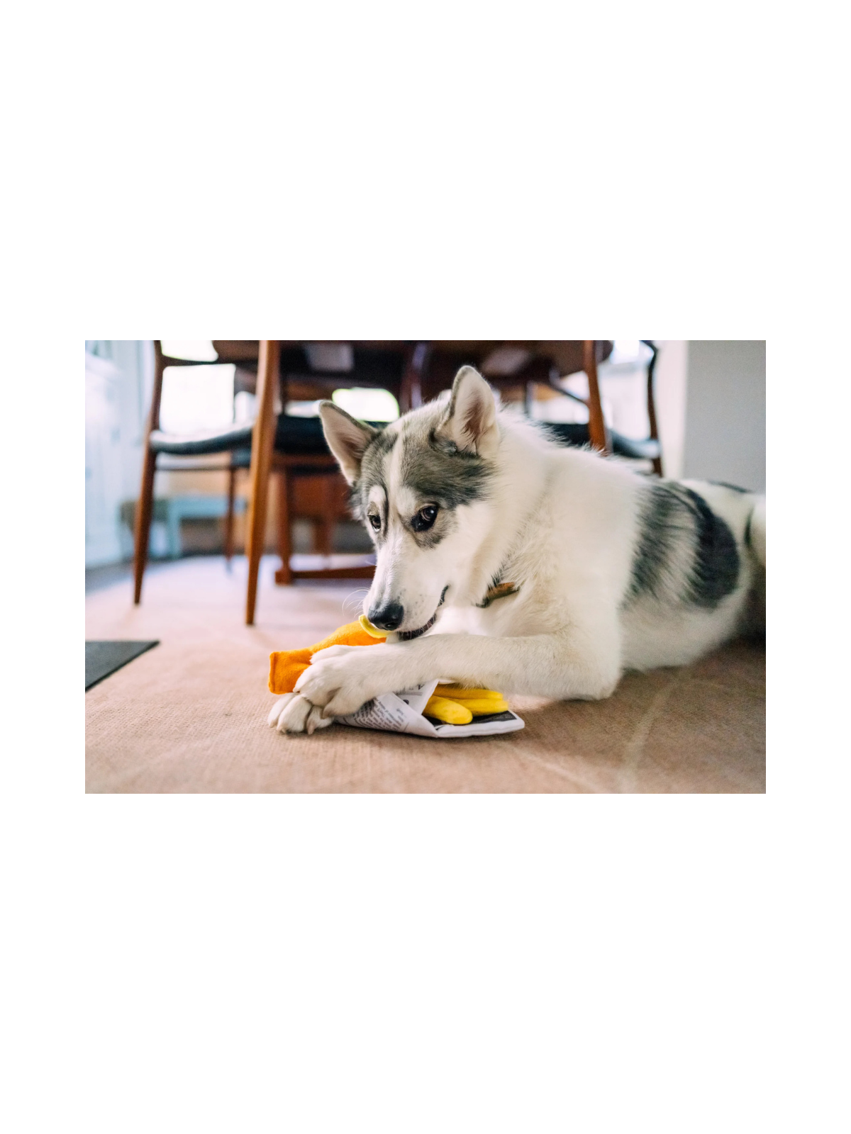 International Classic Chippy Chews