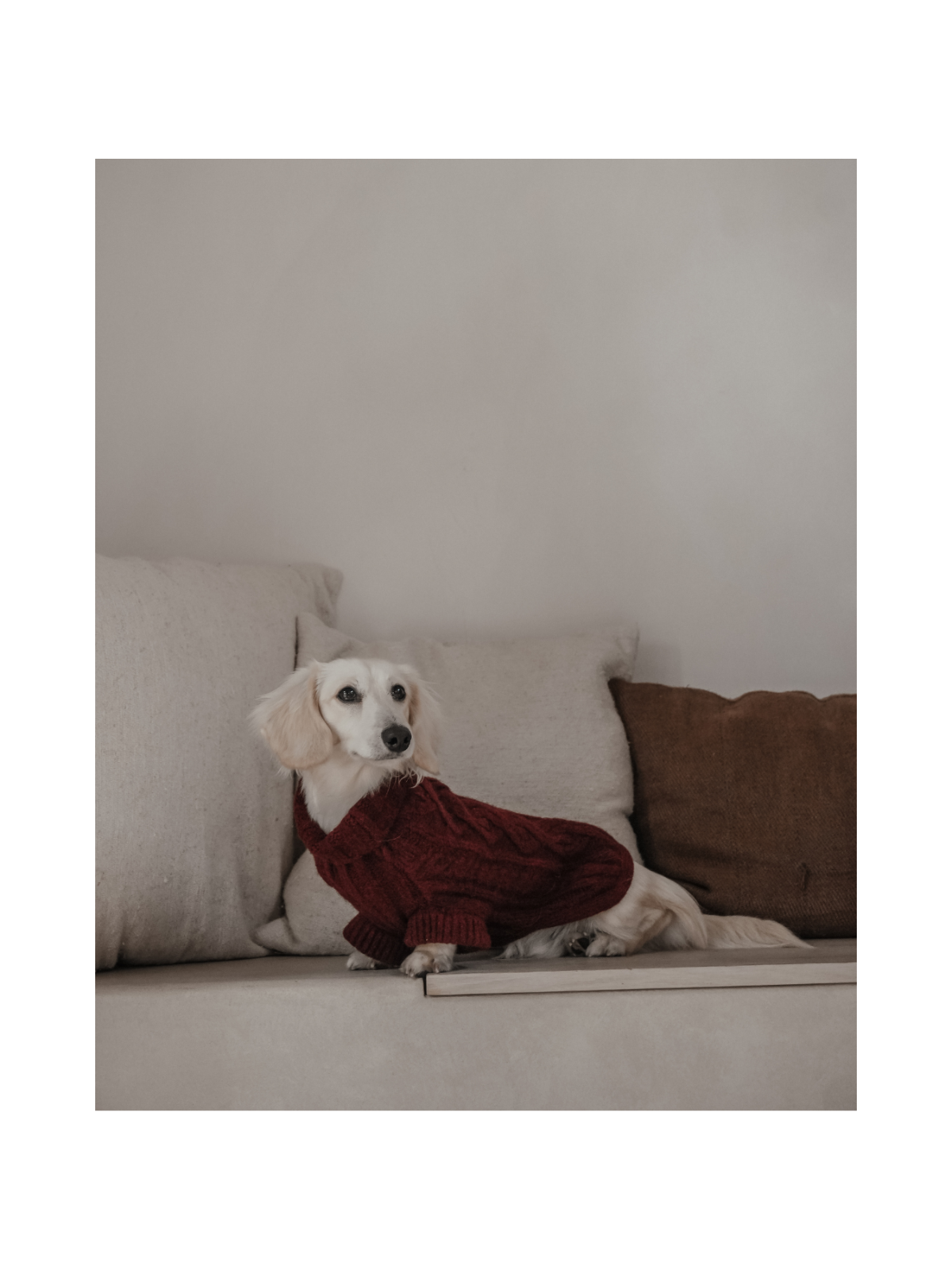 The Capsule Cable Knit Dog Sweater – Bordeaux