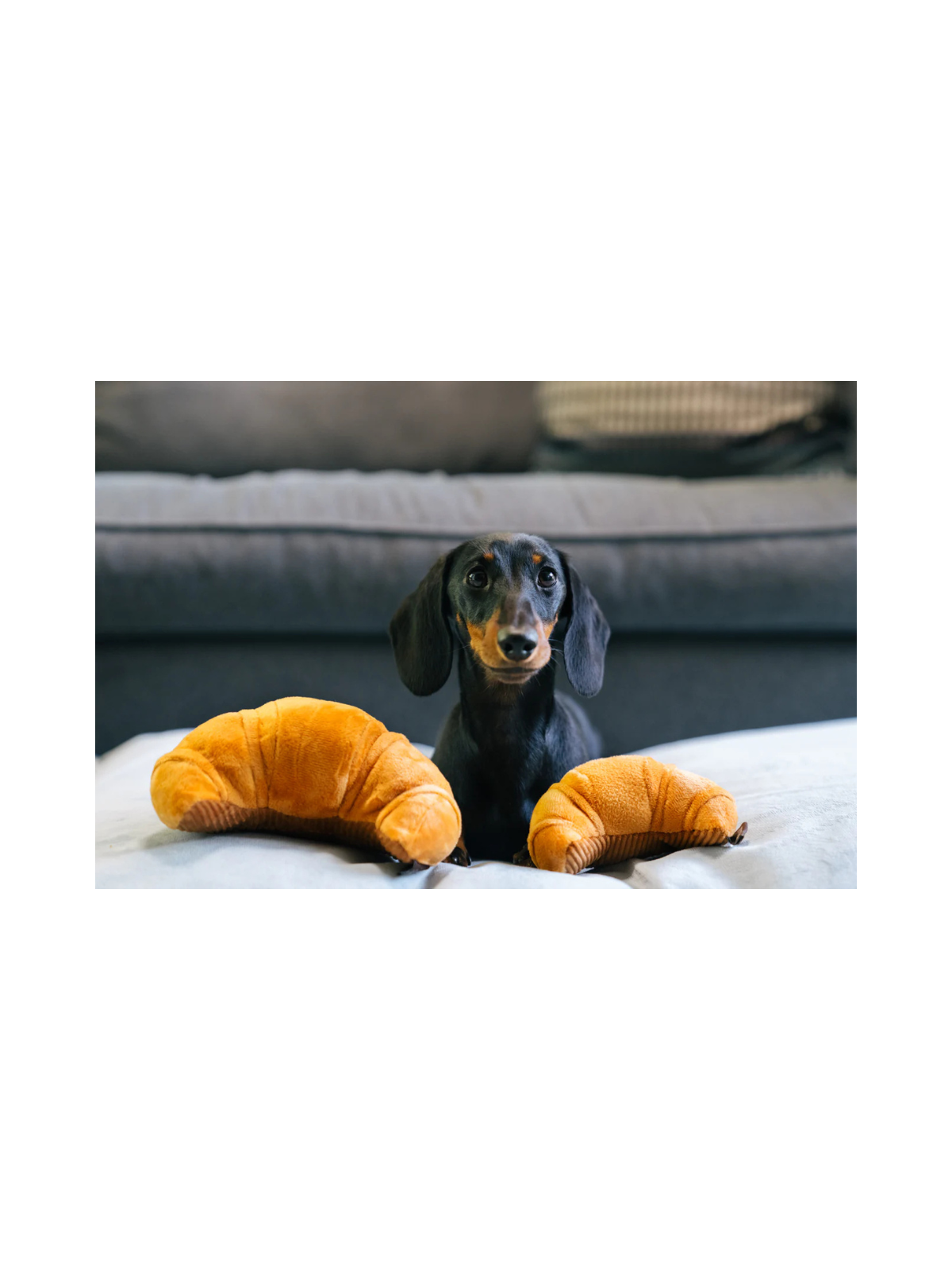 Barking Brunch Croissant Mini