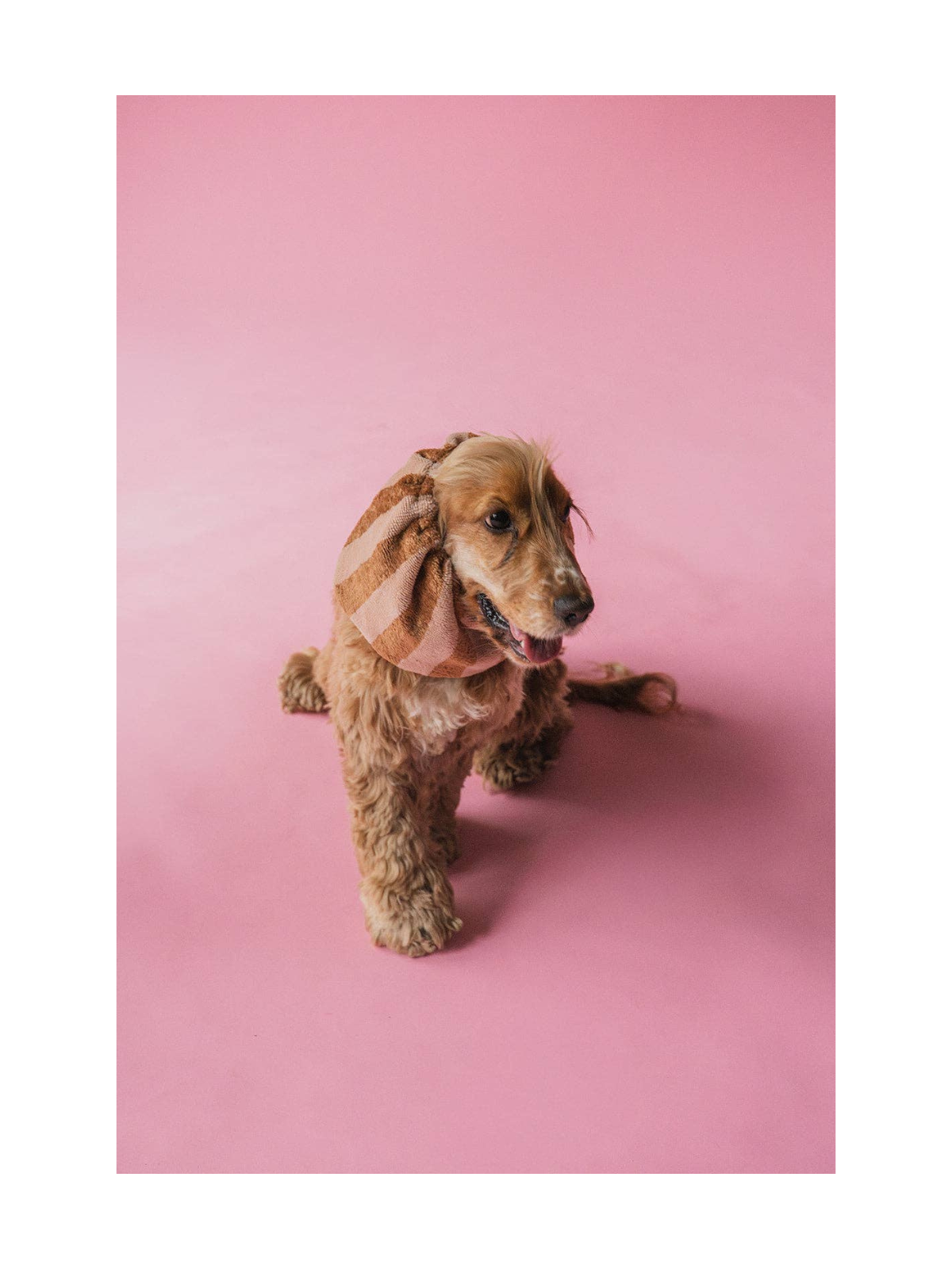 Bamboo Towel Dog Snood – Powder Stripes