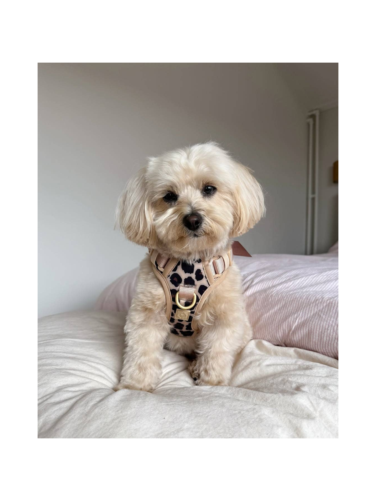 Wander! Bow Harness 2.0 – Leopard