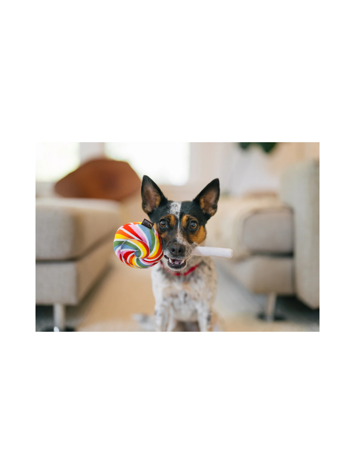 Snack Attack Lollipup
