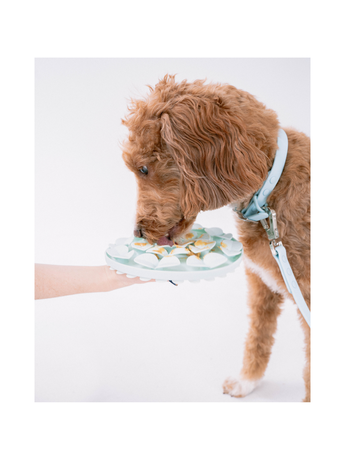 Circle Enrichment Snuffle Mat – Sky Blue