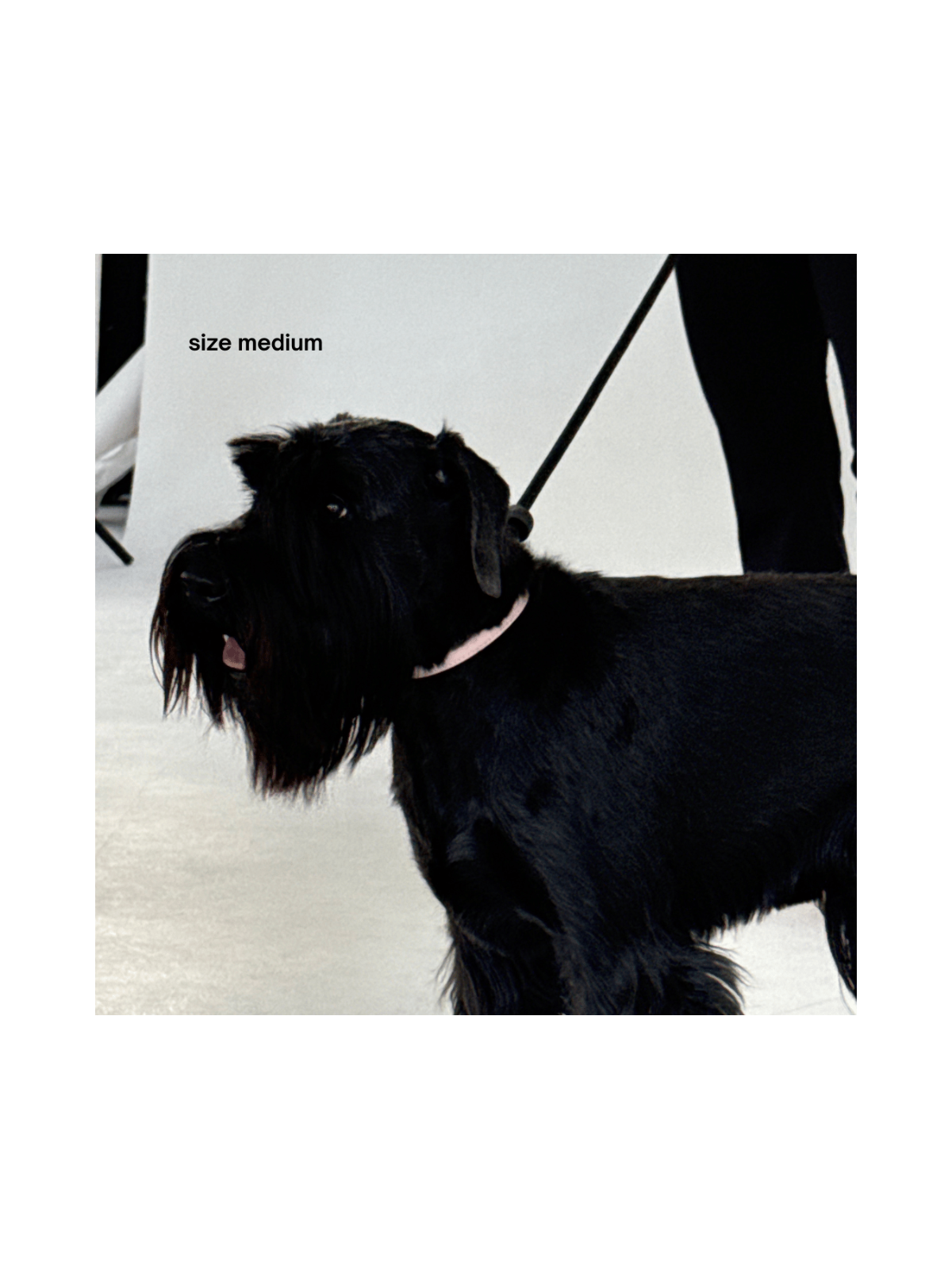 Collar – Marshmallow