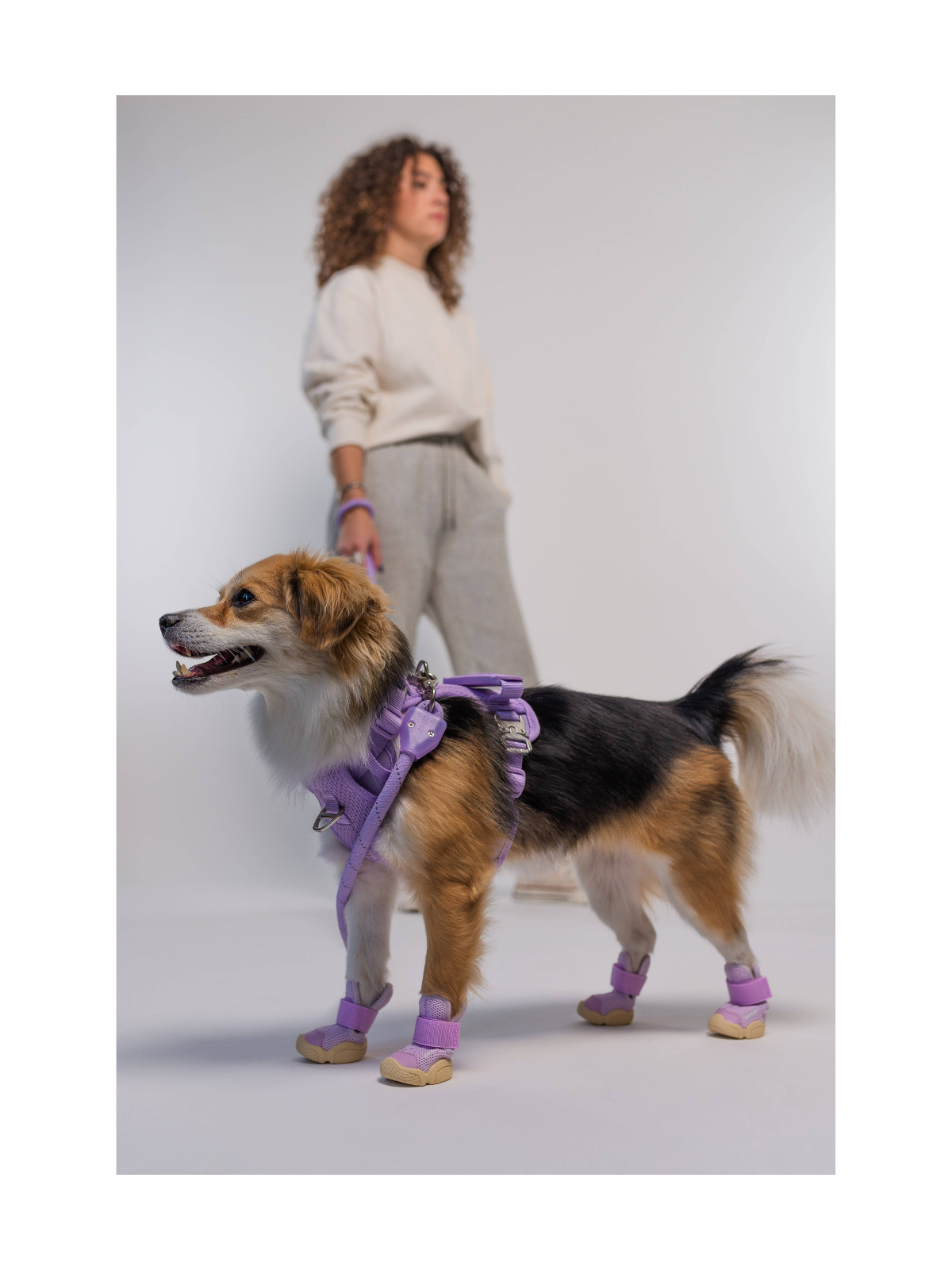 Caesar 1 Dog Sneaker – Taro