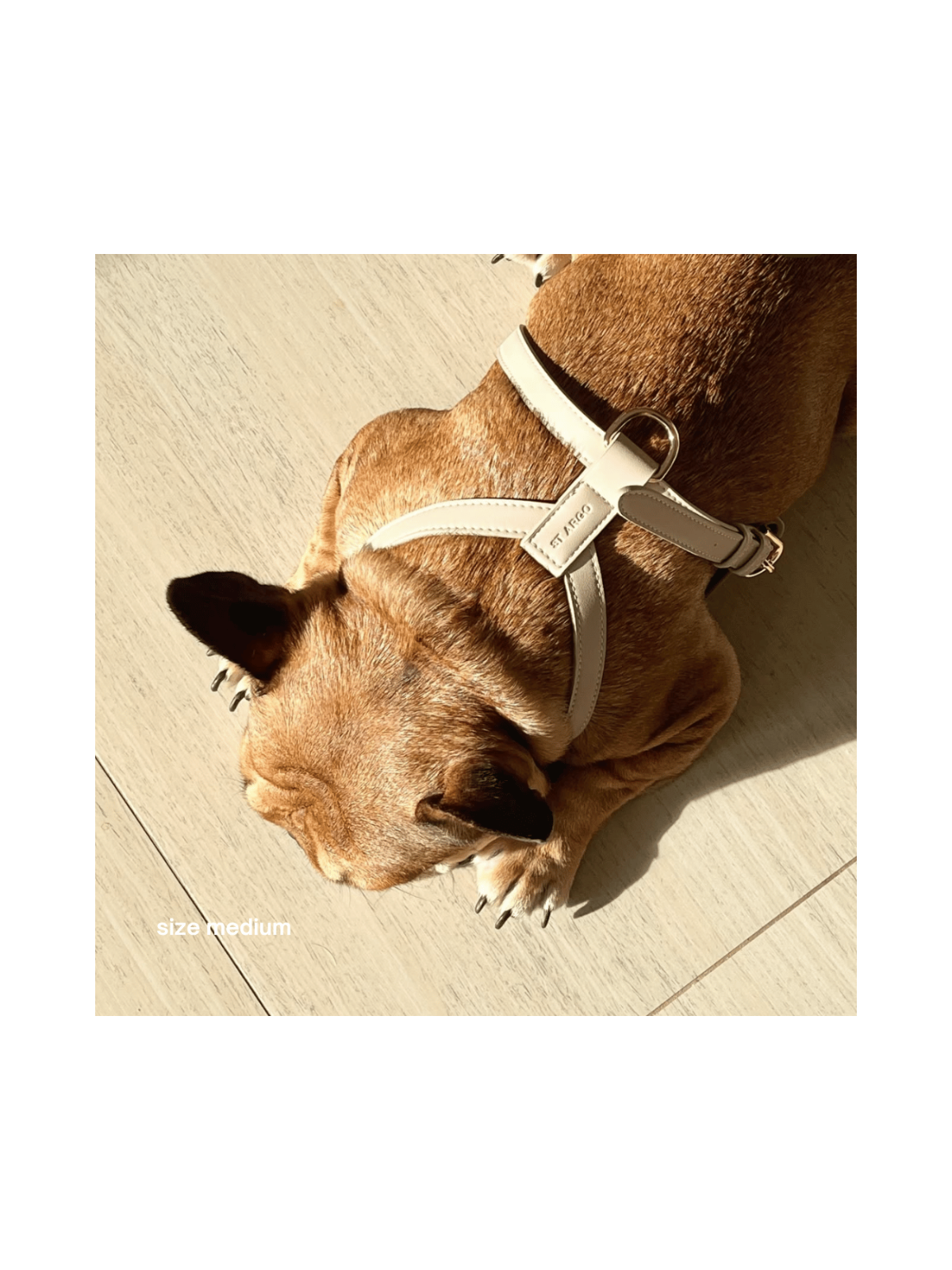 Harness – Cream