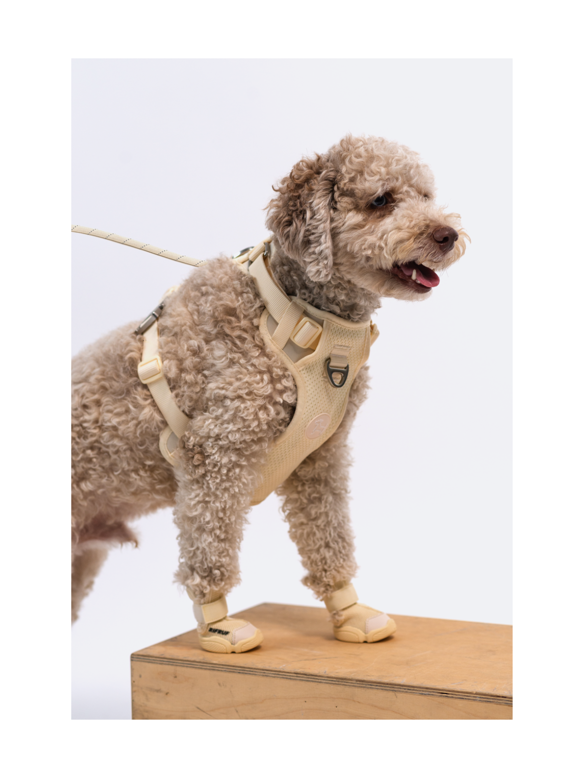 Caesar 1 Dog Sneaker – Bone