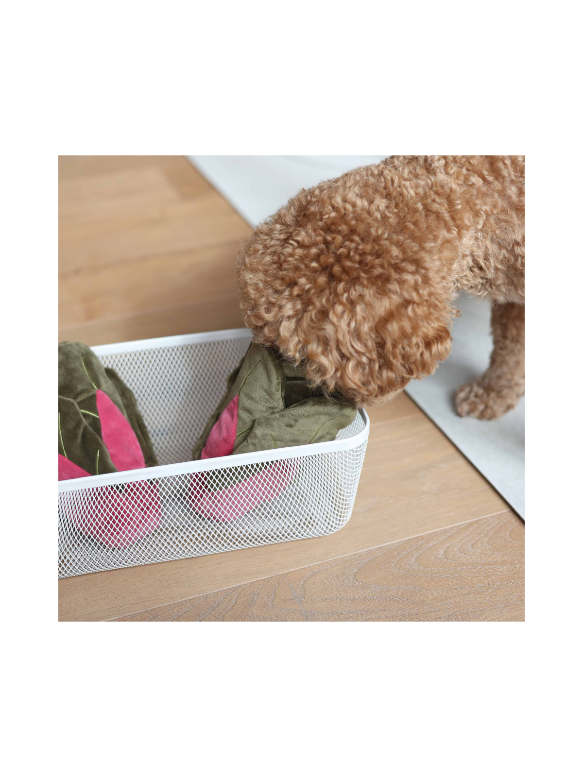 Snuffle Swiss Chard