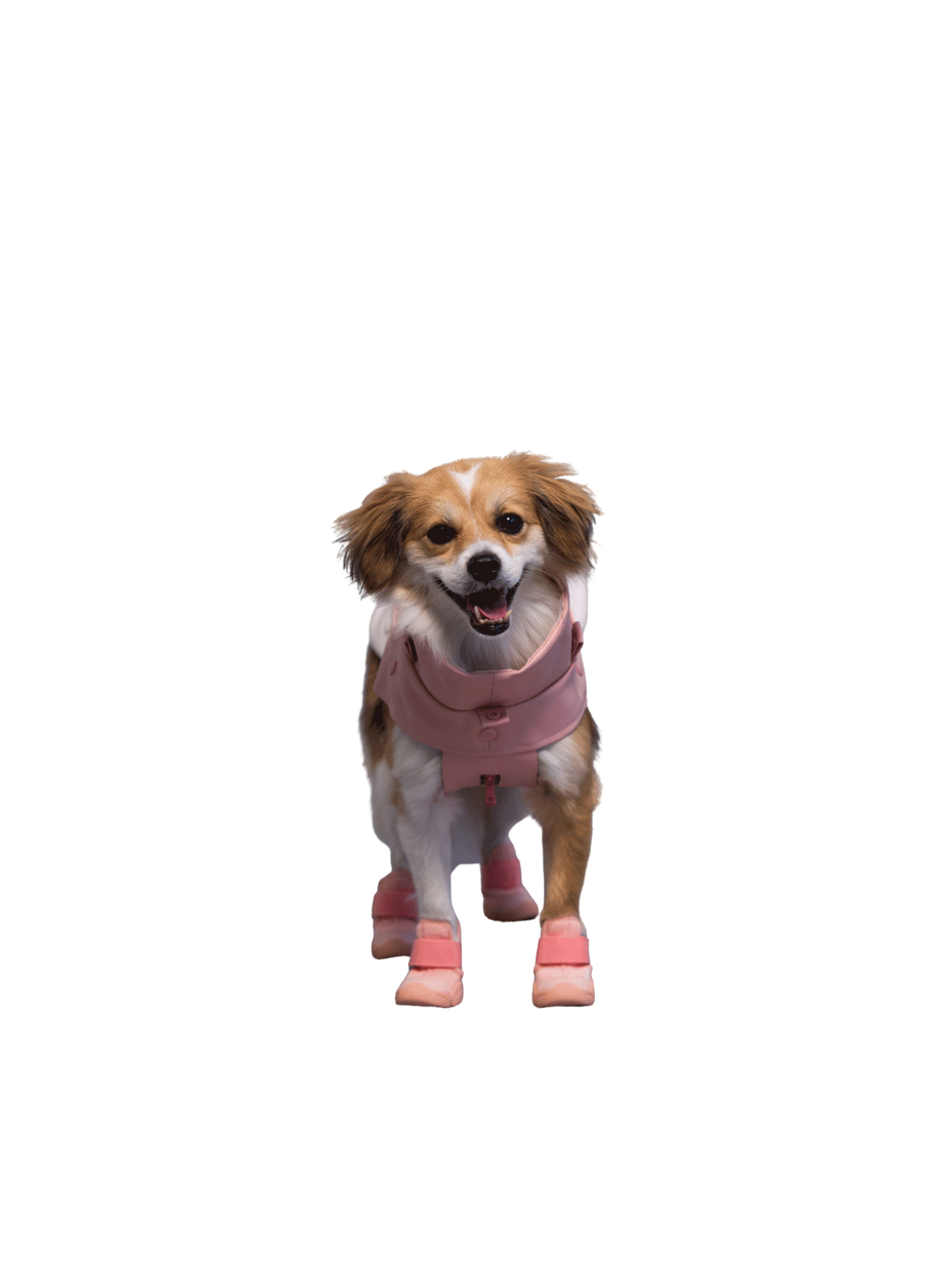 Caesar 1 Dog Sneaker – Blush