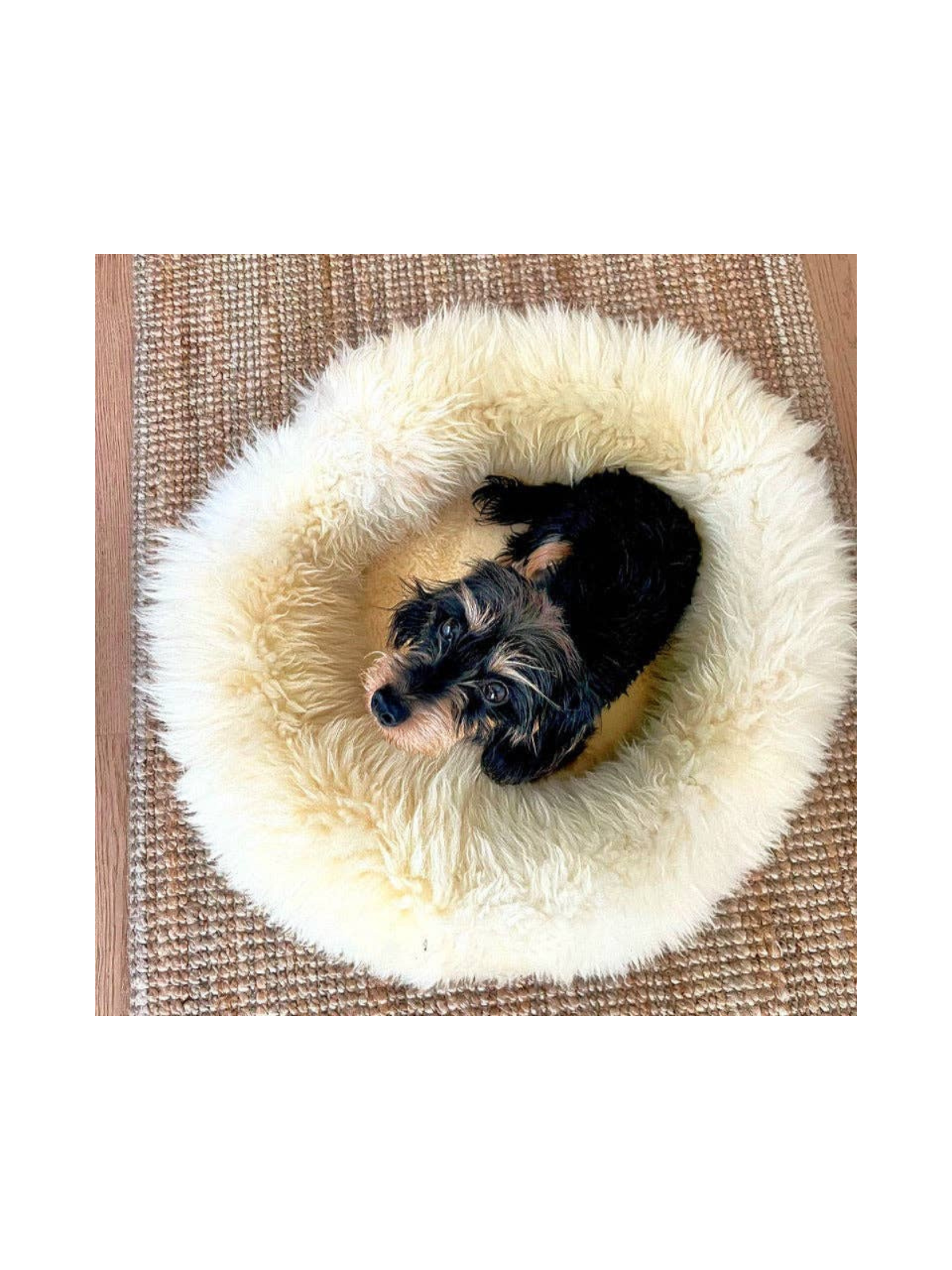Sheep Donut Dog Bed – Creme