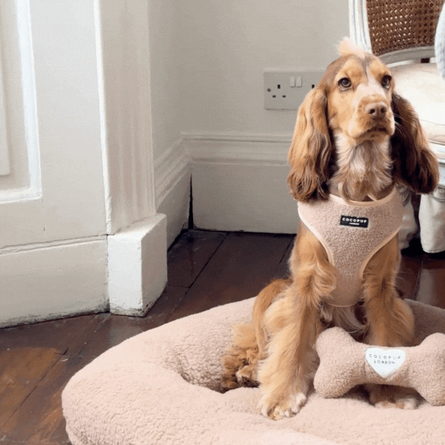 Teddy Rupert Bone Toy