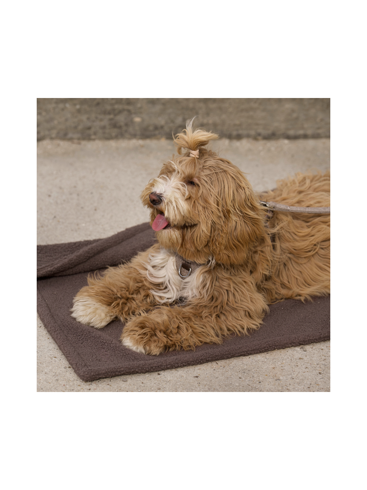 Clara Dog Blanket – Limited Edition