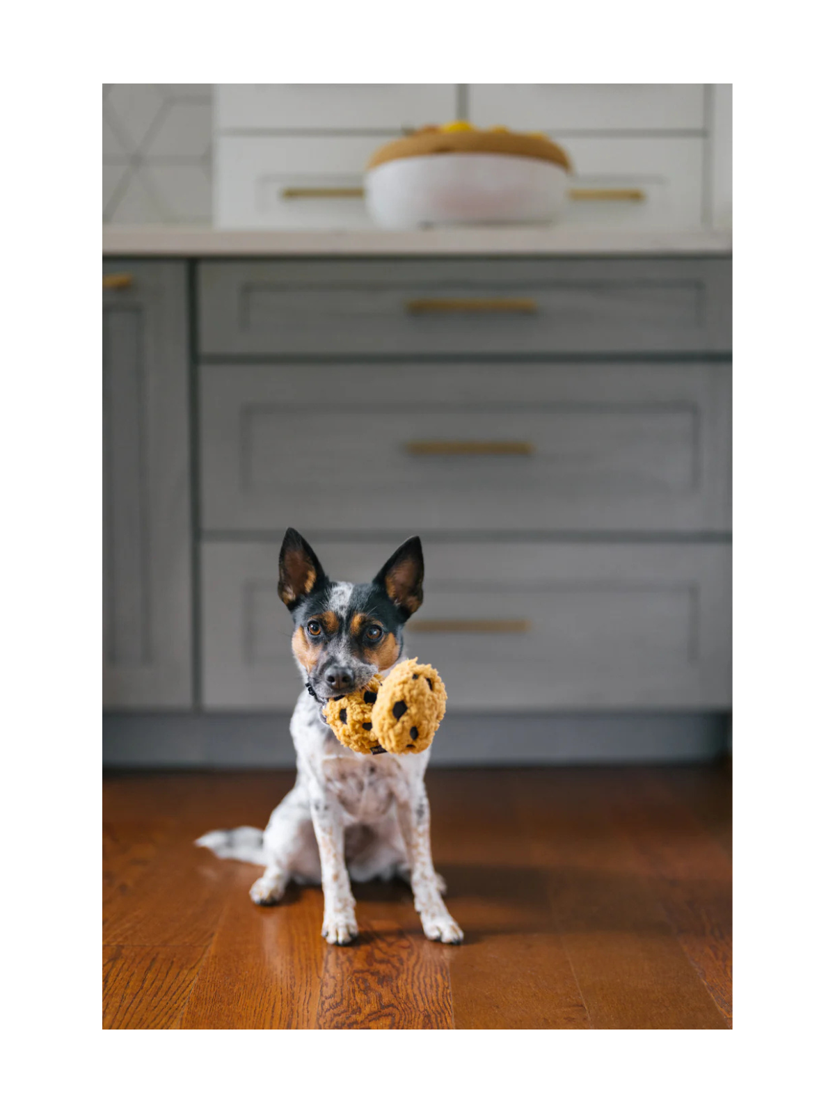 Pup Cup Cafe Cookies