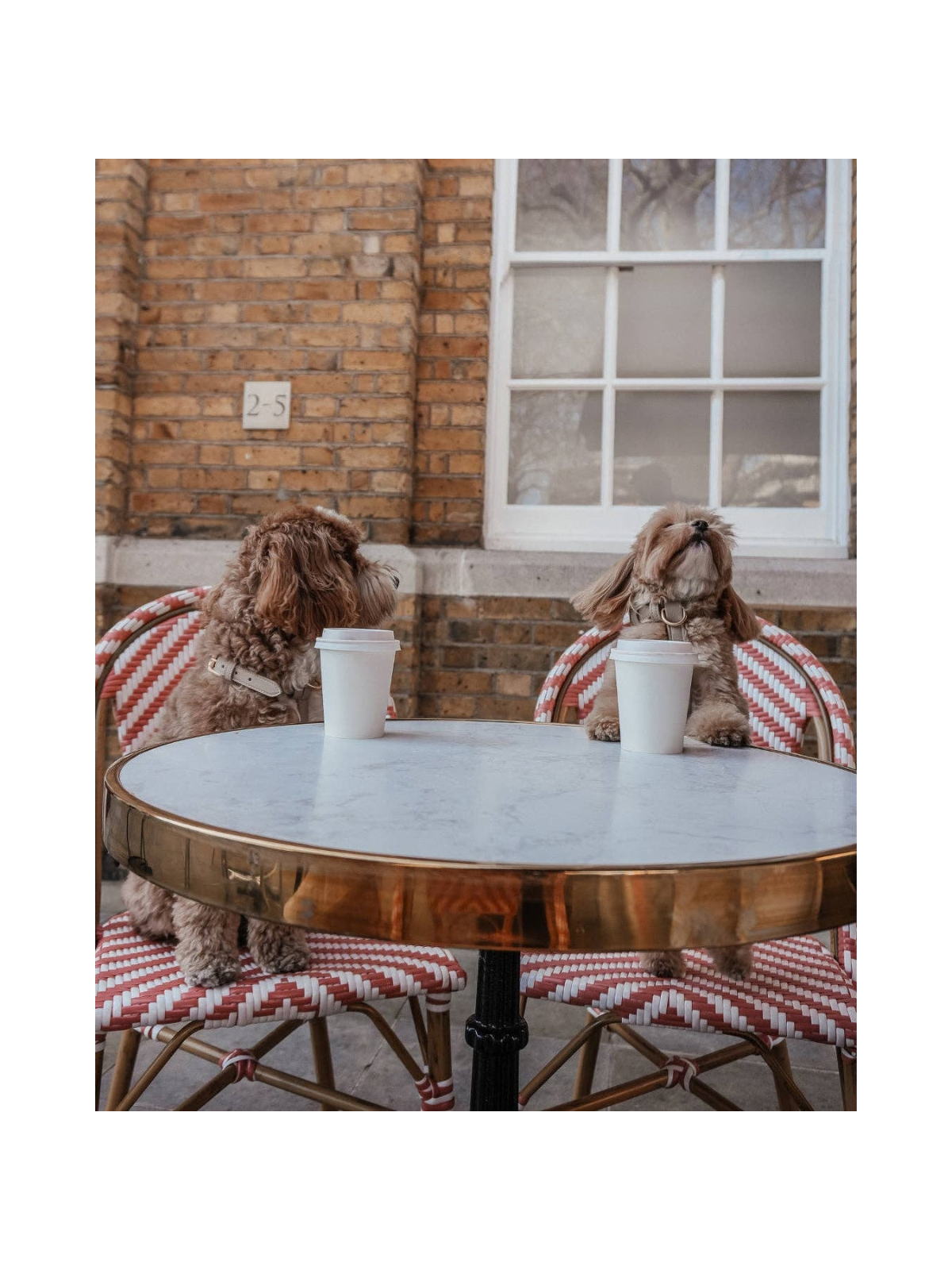 Studio Step-In Dog Harness – Hazelnut
