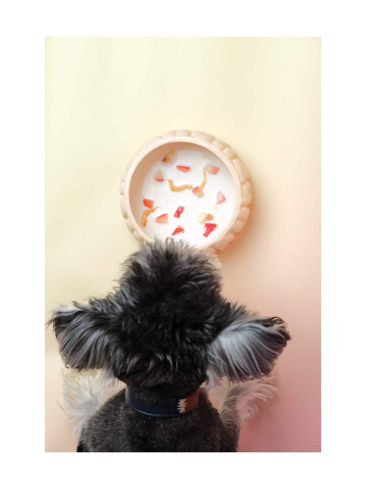 Puff Pet Bowl – Gradient Caramel