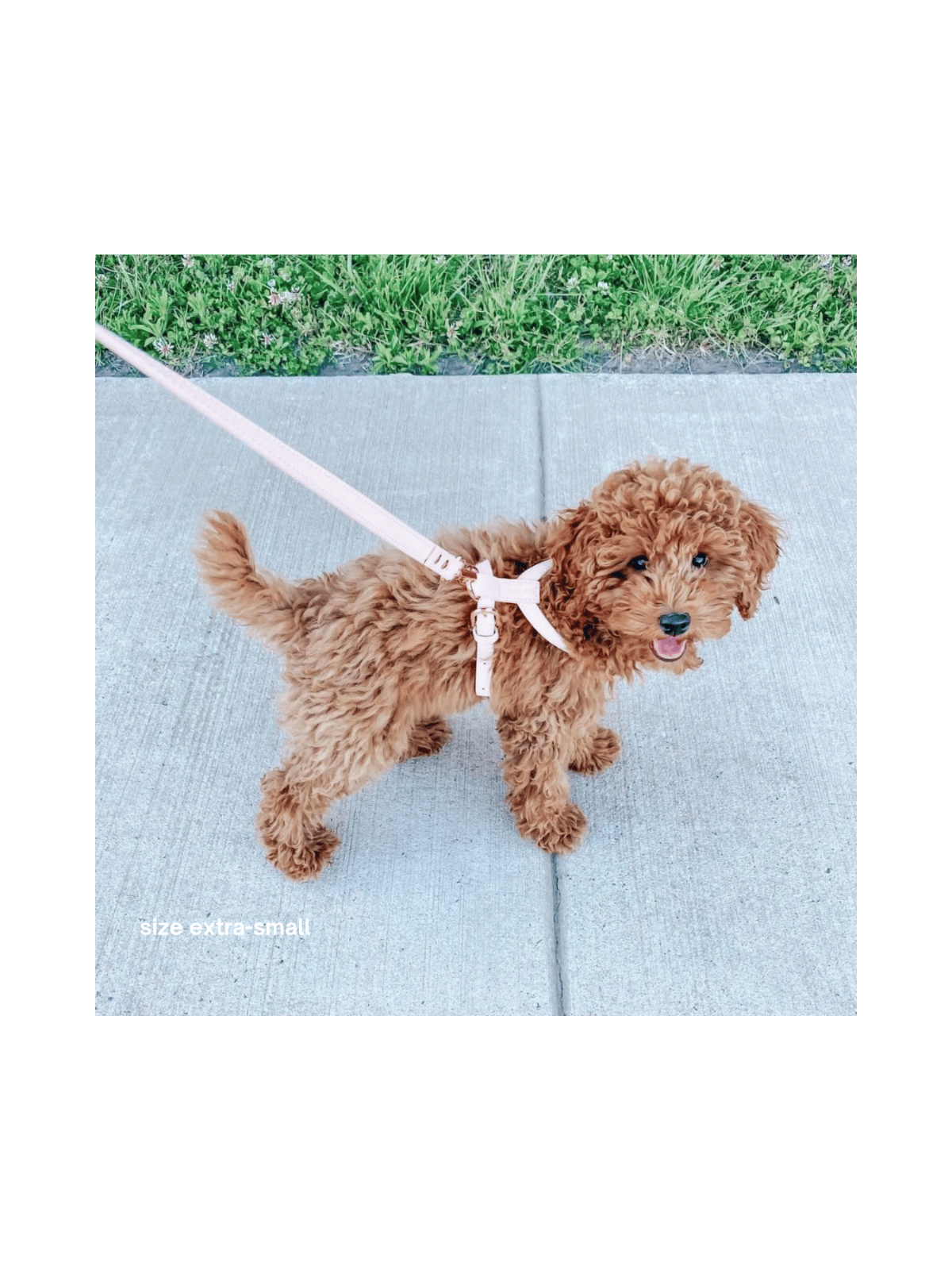 Harness – Marshmallow