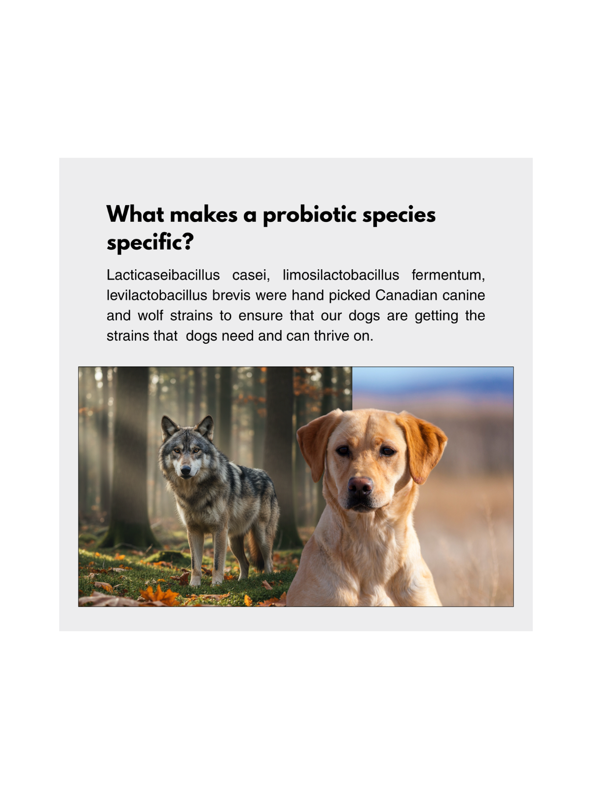 Daily Canine Synbiotic (DCS)