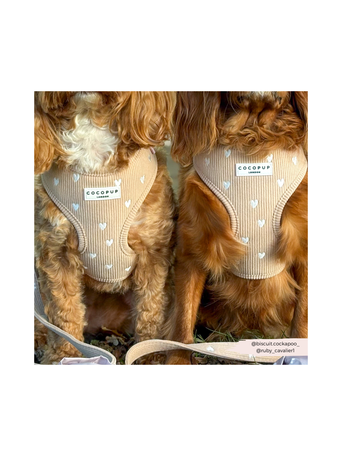 Chai Hearts Adjustable Neck Harness