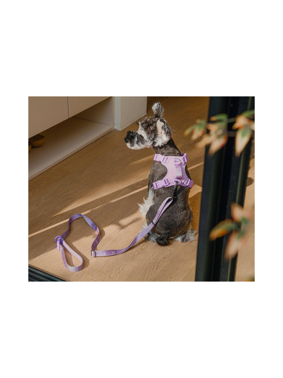 Padded Active Pet Leash – Adjustable Length – Purple