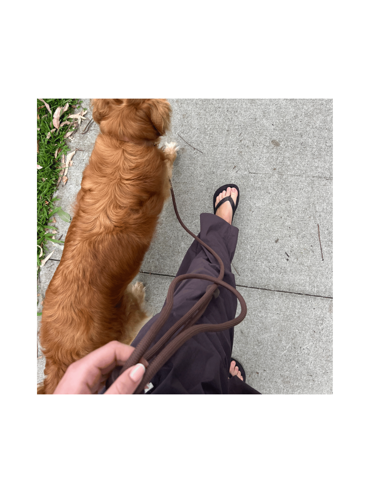 Handsfree Leash – Cocoa