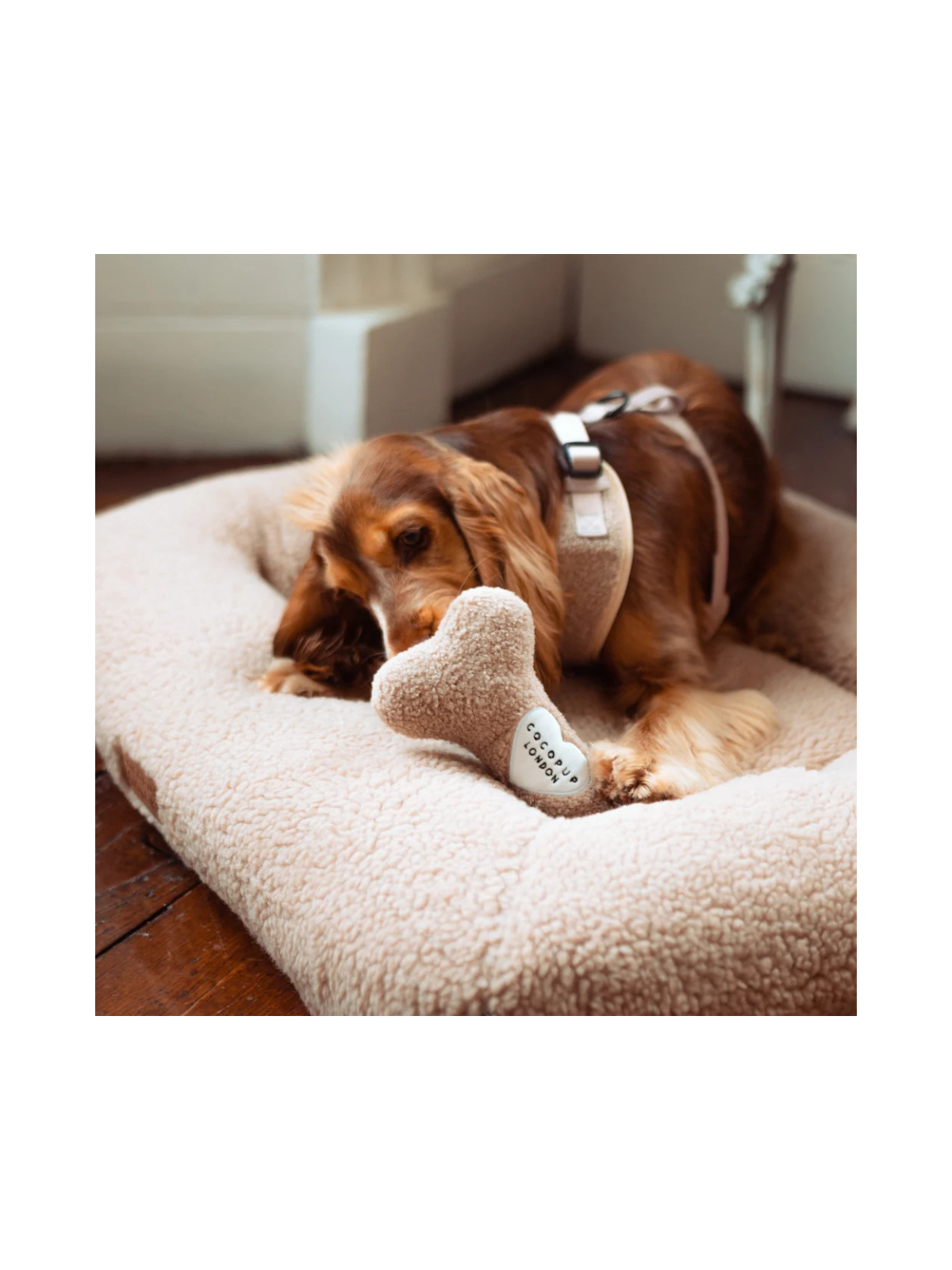 Teddy Rupert Bone Toy