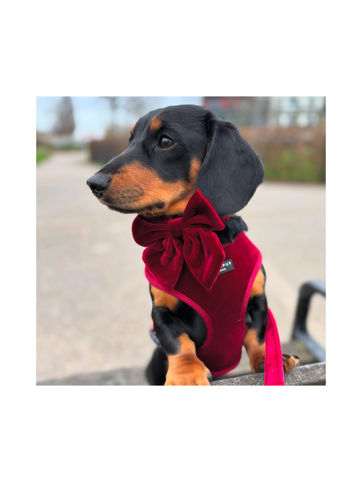 Luxe Velvet Sailor Dog Bow Tie - Berry Red