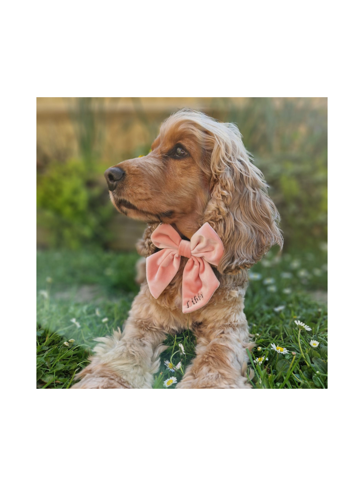 Luxe Velvet Sailor Dog Bow Tie - Baby Pink