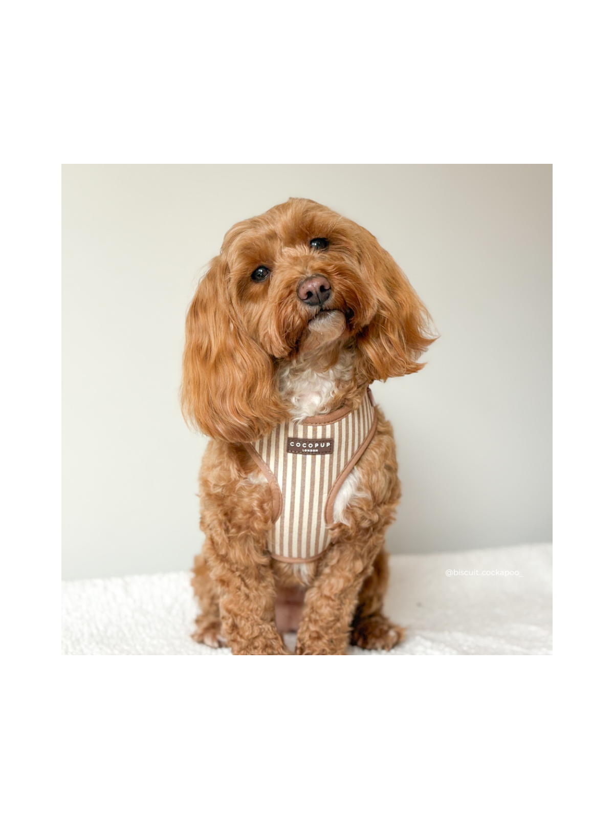 London Linen Stripes Adjustable Neck Harness – Taupe
