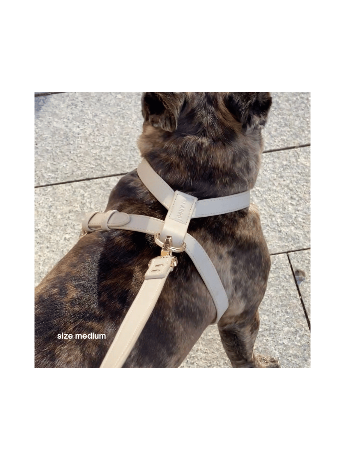 Harness – Cream