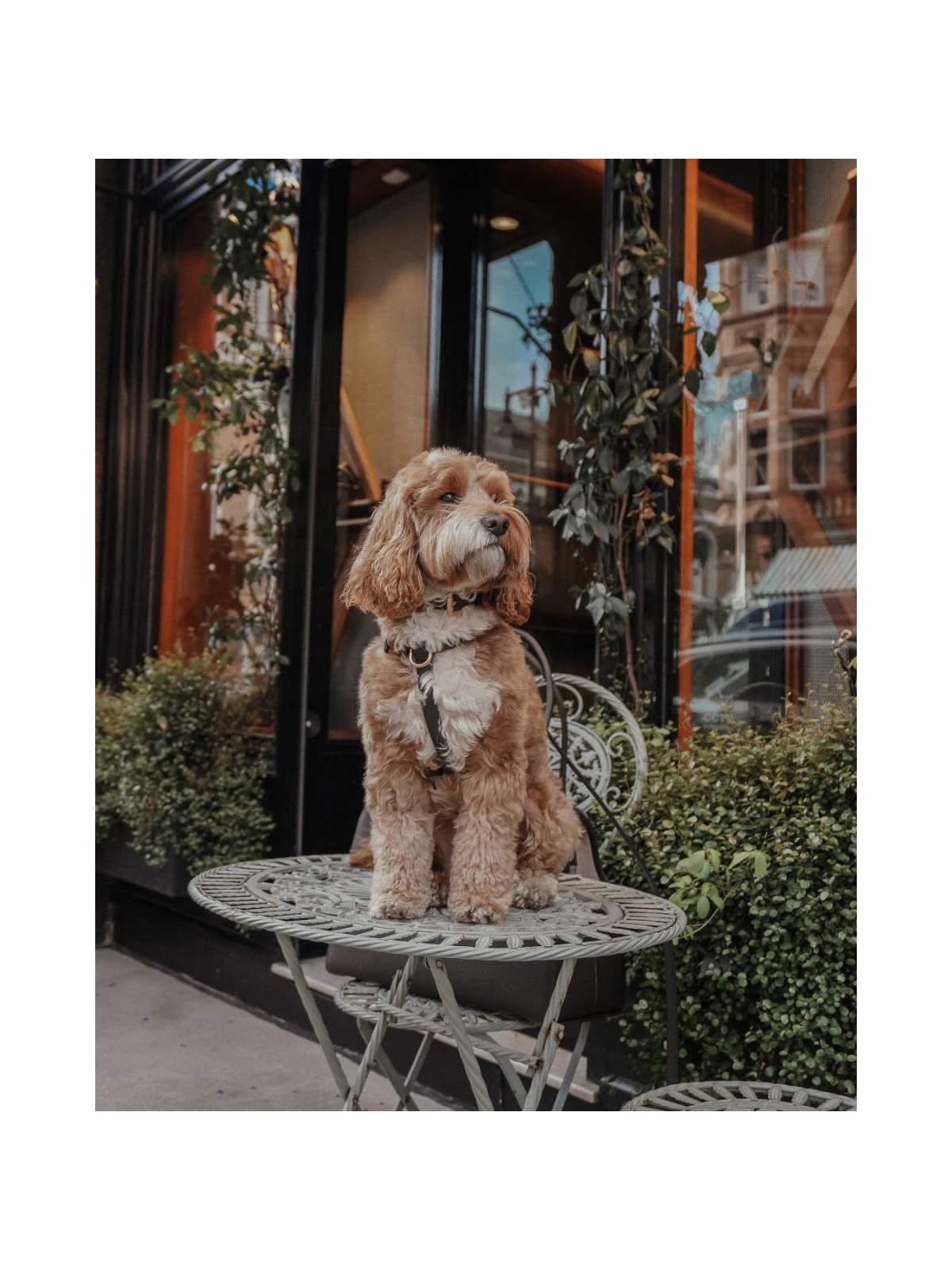 Studio Step-In Dog Harness – Chocolate
