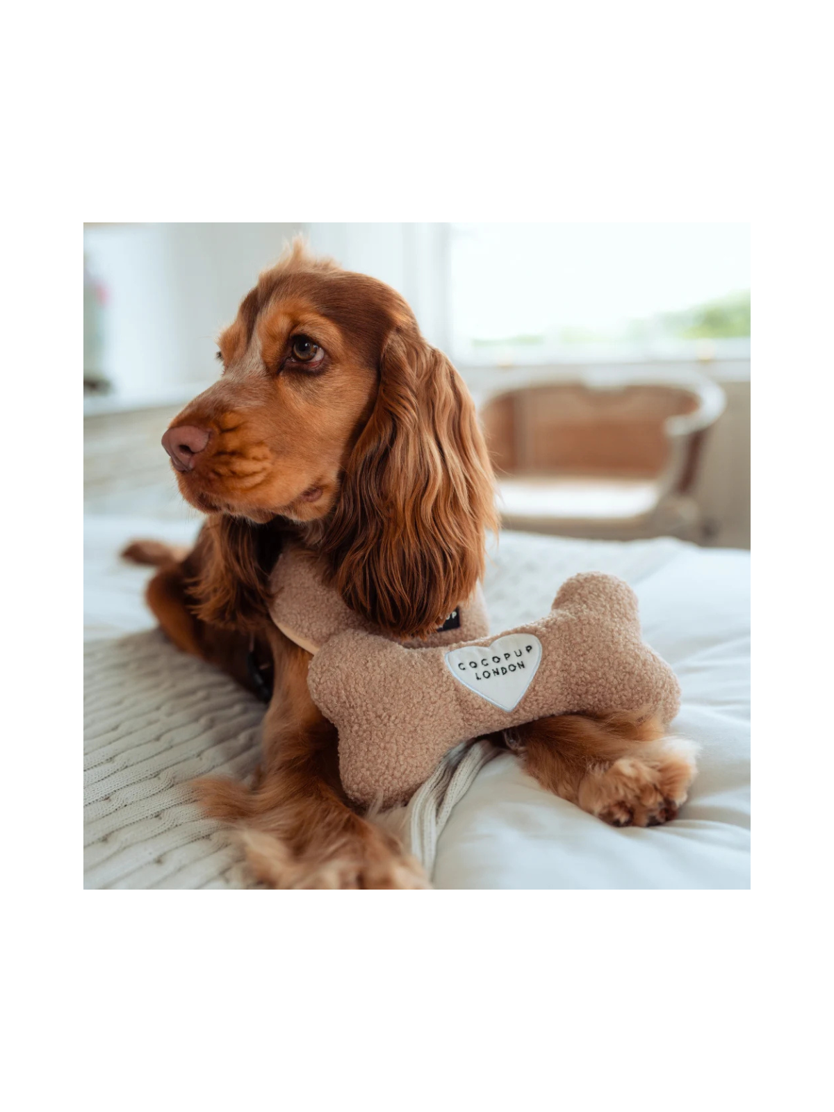 Teddy Rupert Bone Toy