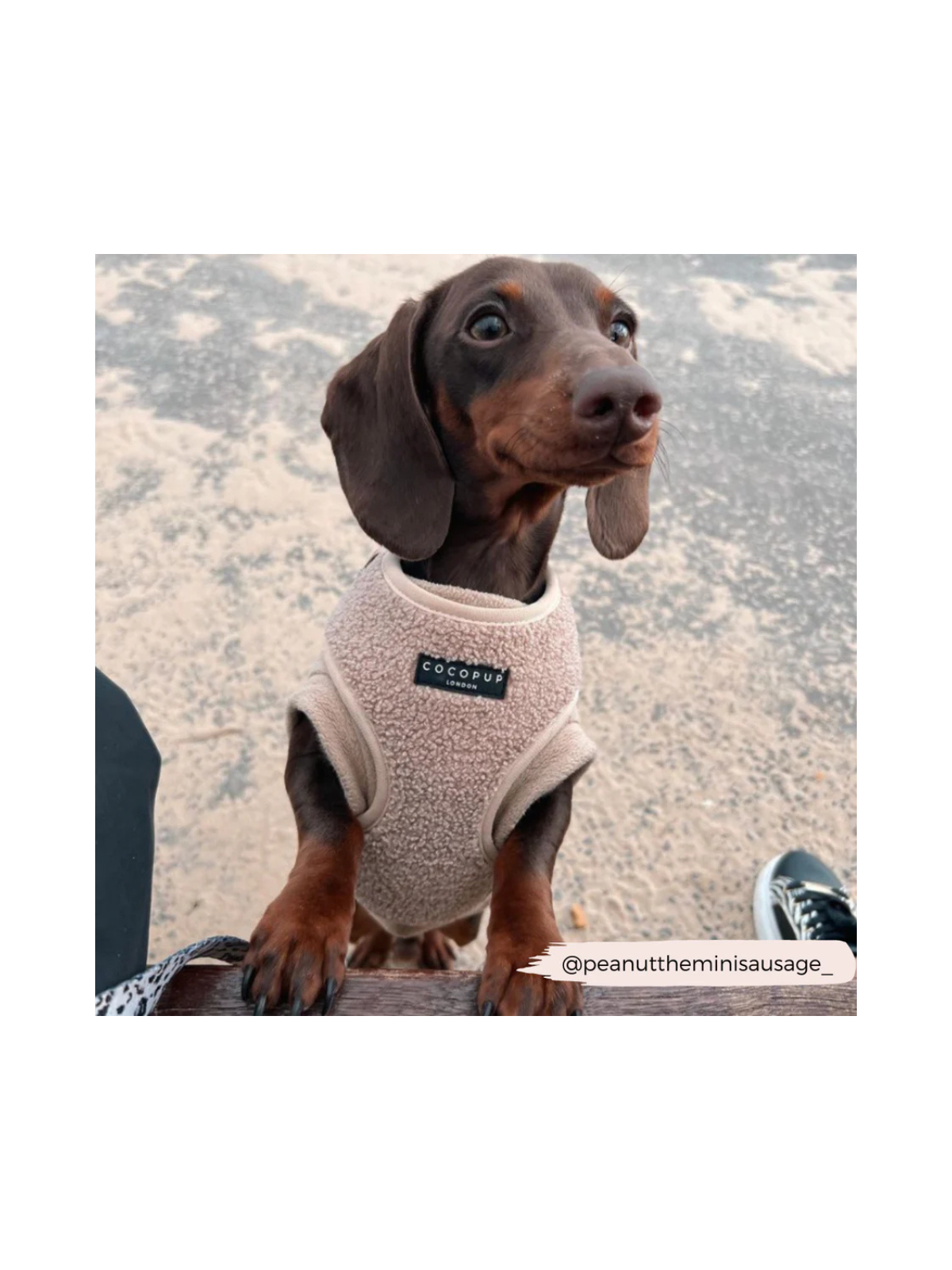 Teddy Adjustable Neck Harness – Rupert Beige