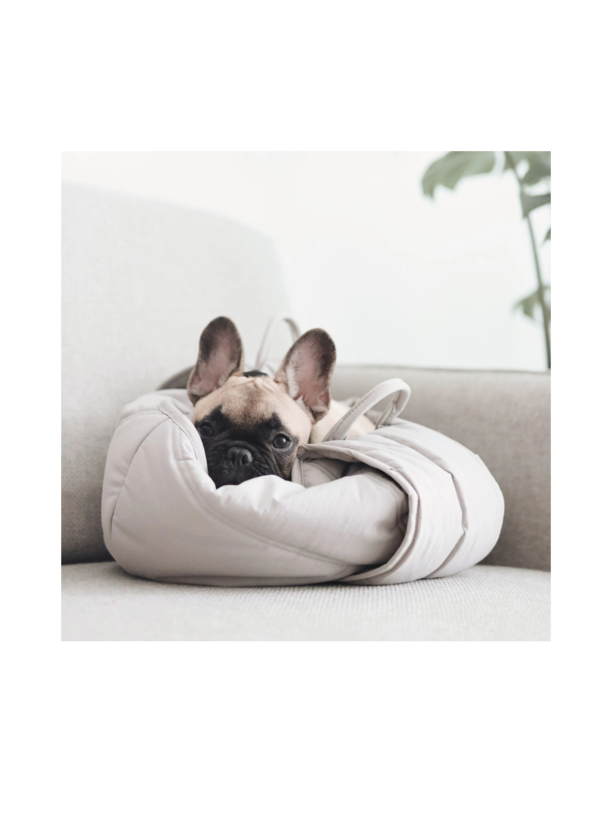 OLLA Petite Pet Carrycot – Koala