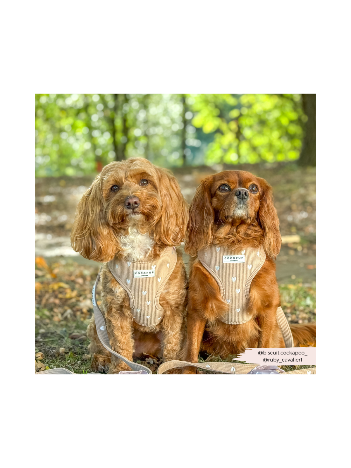 Chai Hearts Adjustable Neck Harness