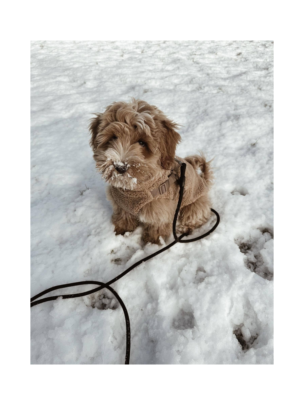 Teddy Coat with Harness – Mocha