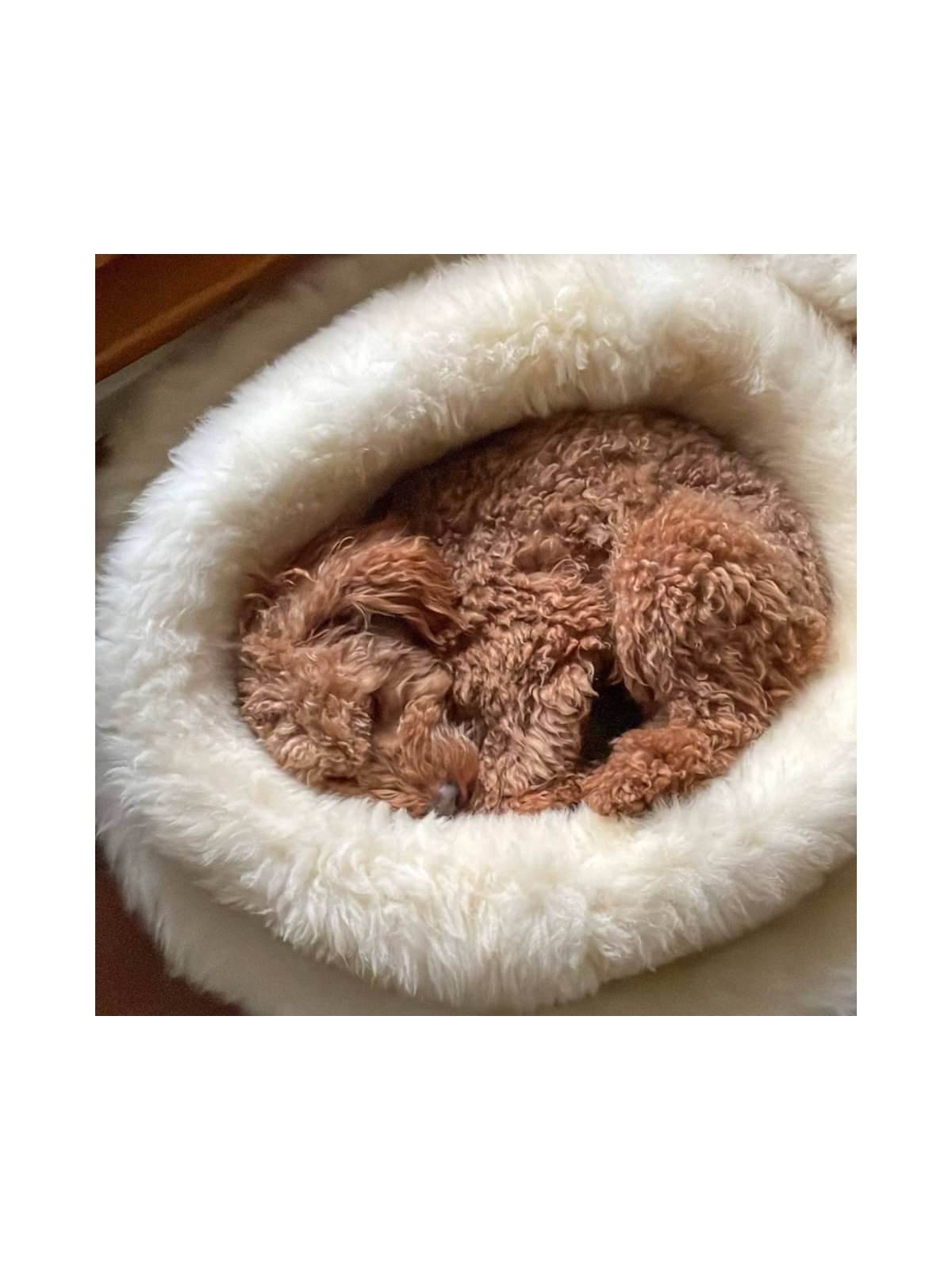 Sheep Donut Dog Bed – Shell Pearl