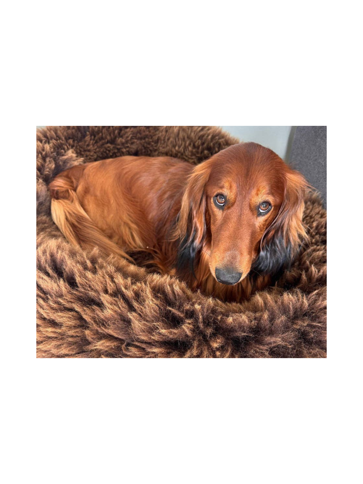 Sheep Donut Dog Bed – Thatched Gold