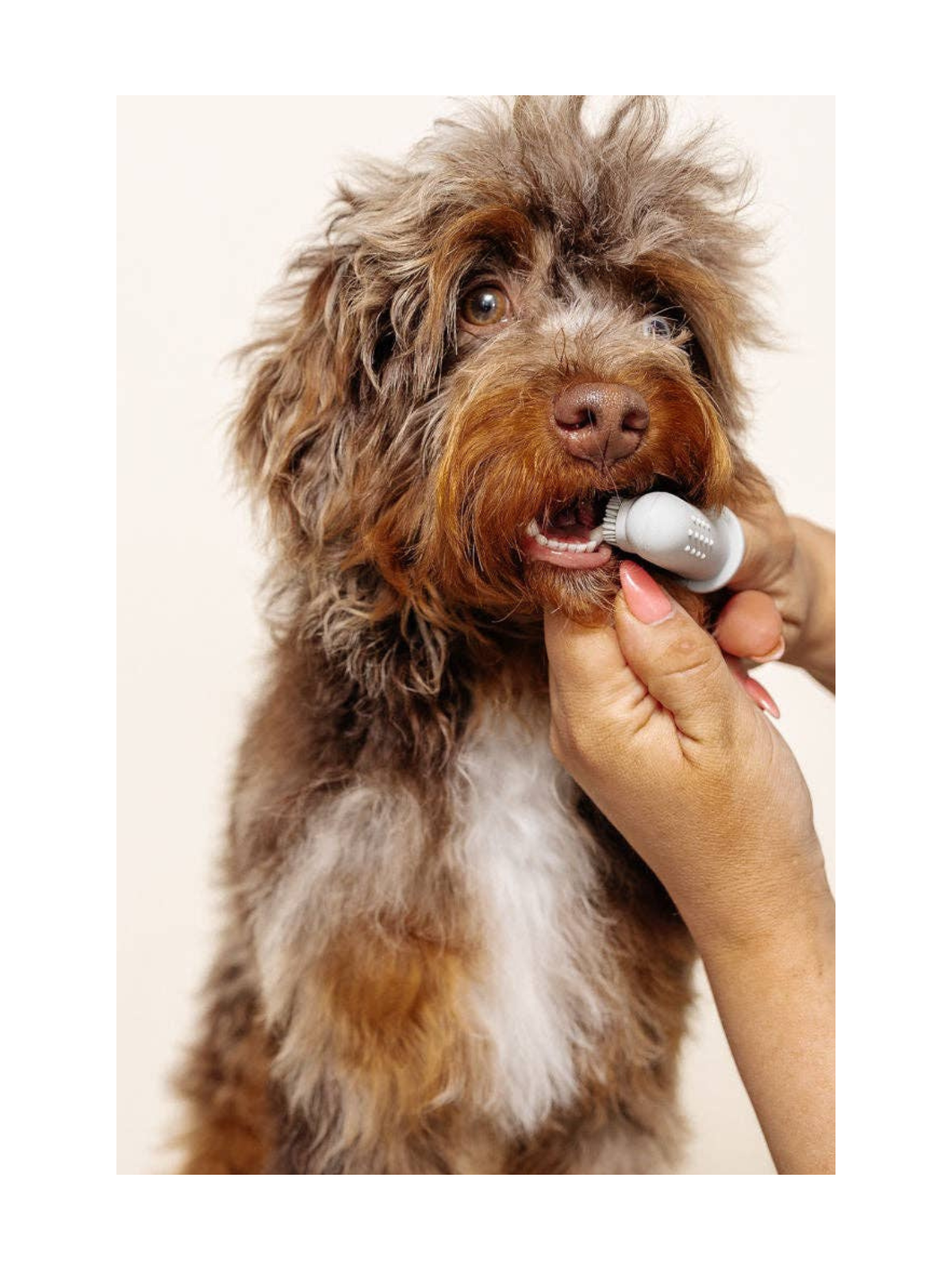 Puppy Breath Toothbrush – Rose