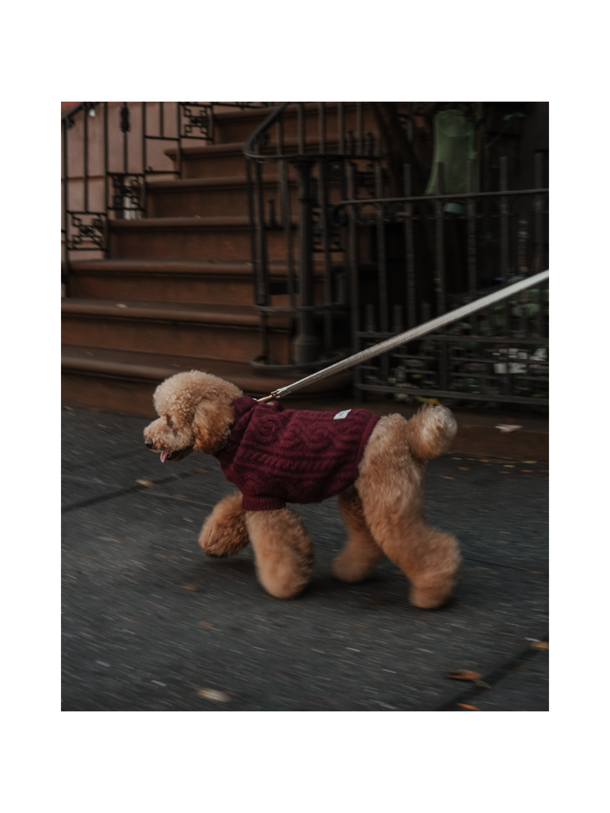 The Capsule Cable Knit Dog Sweater – Bordeaux