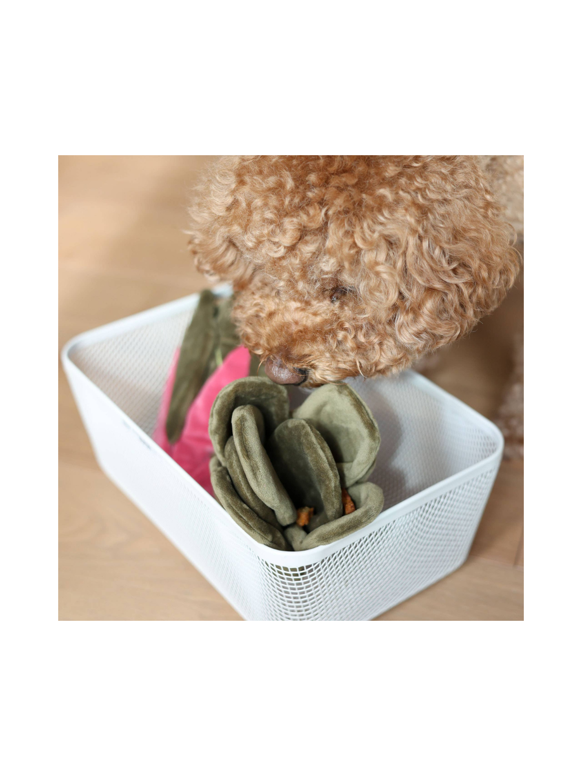Snuffle Swiss Chard