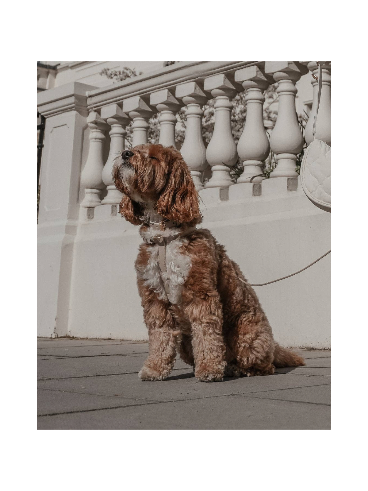 Studio Step-In Dog Harness – Hazelnut