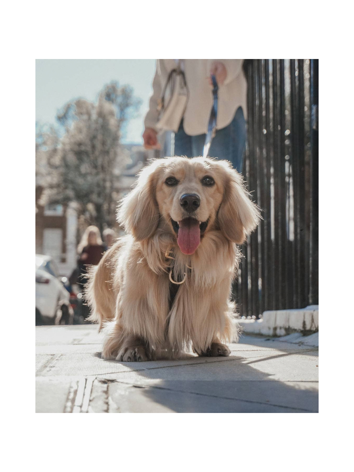 Studio Step-In Dog Harness – Chocolate