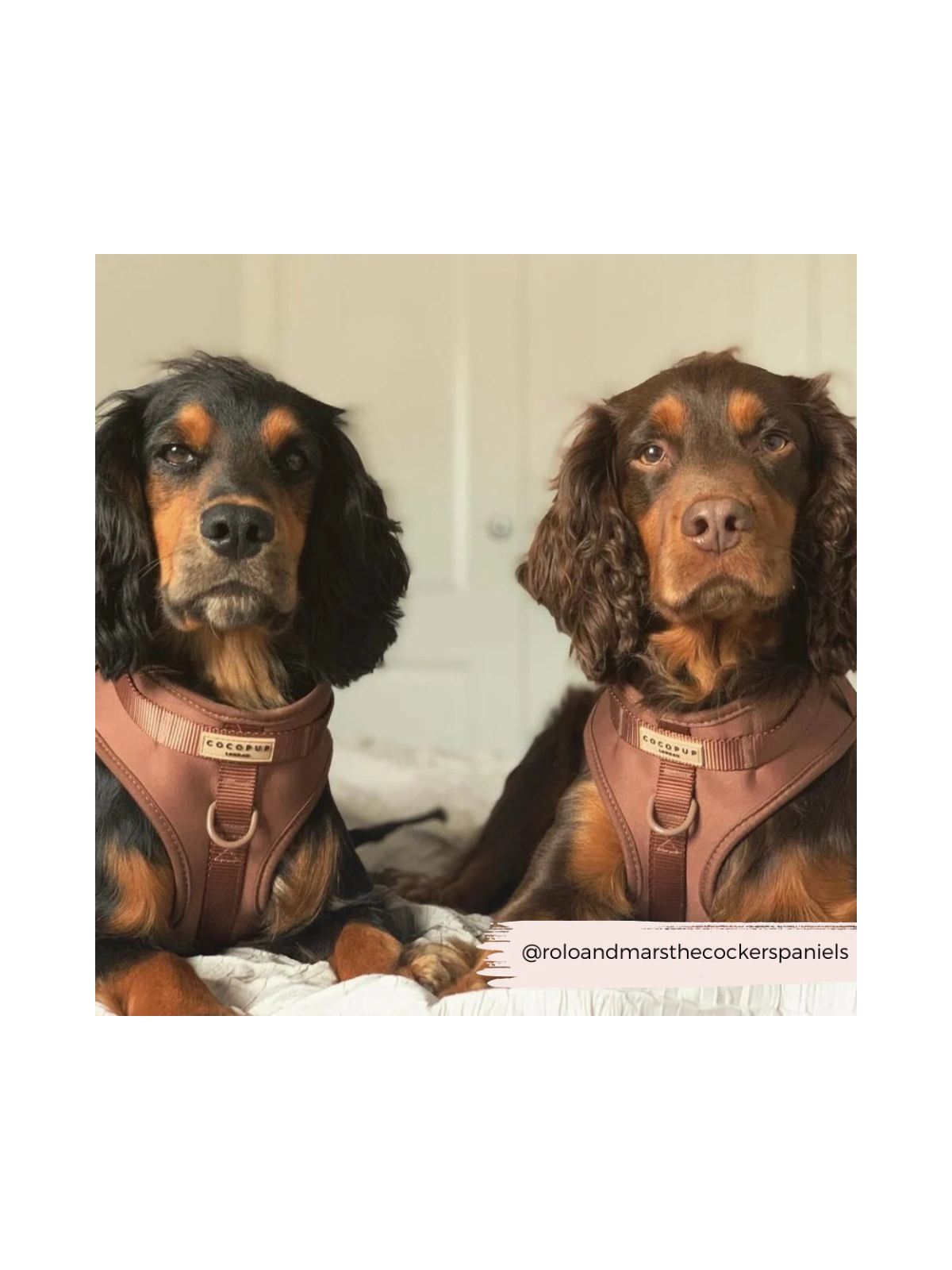 NAKD Adjustable Neck Harness – Brownie