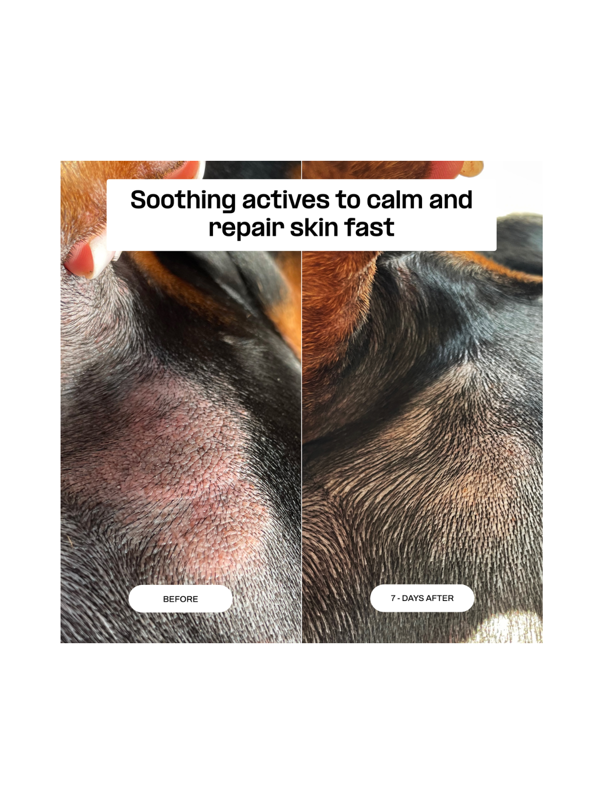 High Nutrition Dog Skin Balm