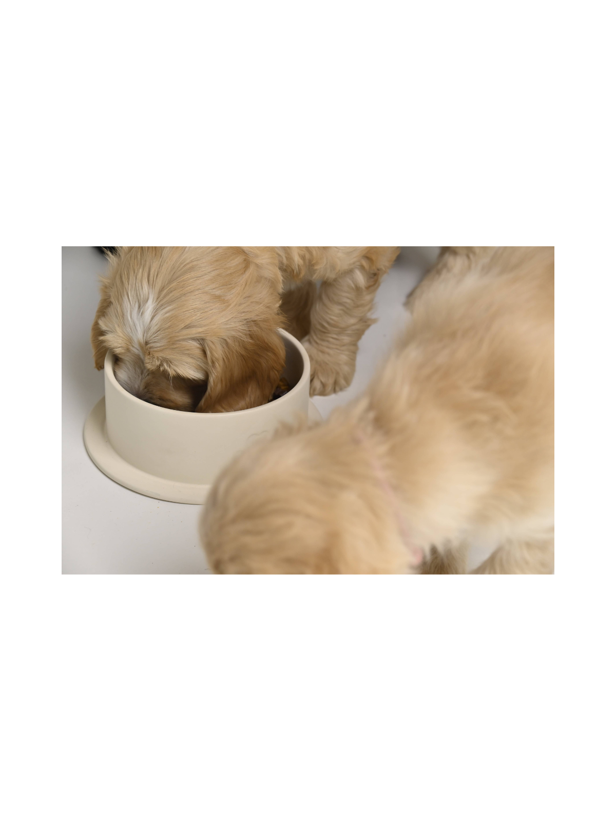 Ceramic Bowl – Eggwhite