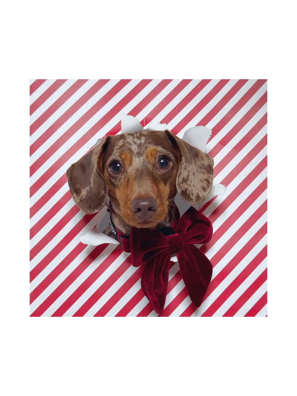 Luxe Velvet Sailor Dog Bow Tie - Berry Red