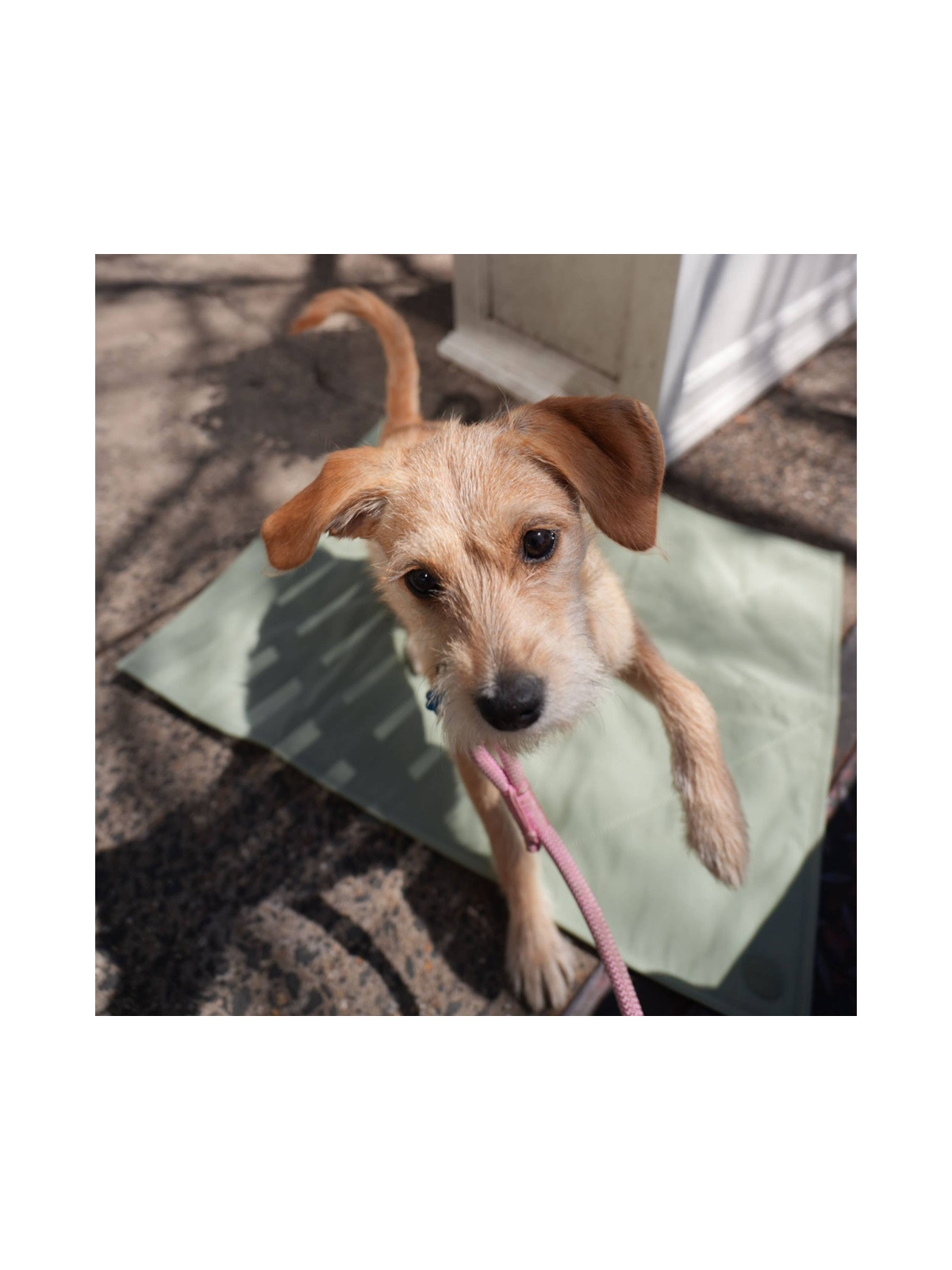 Jouir Pet Travel Mat – Sage