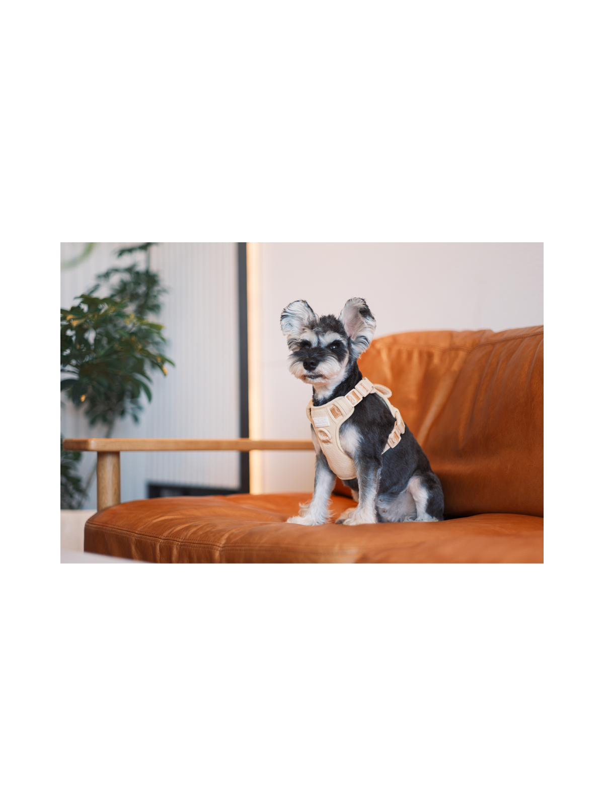 No Pull Active Dog Harness – Apricot
