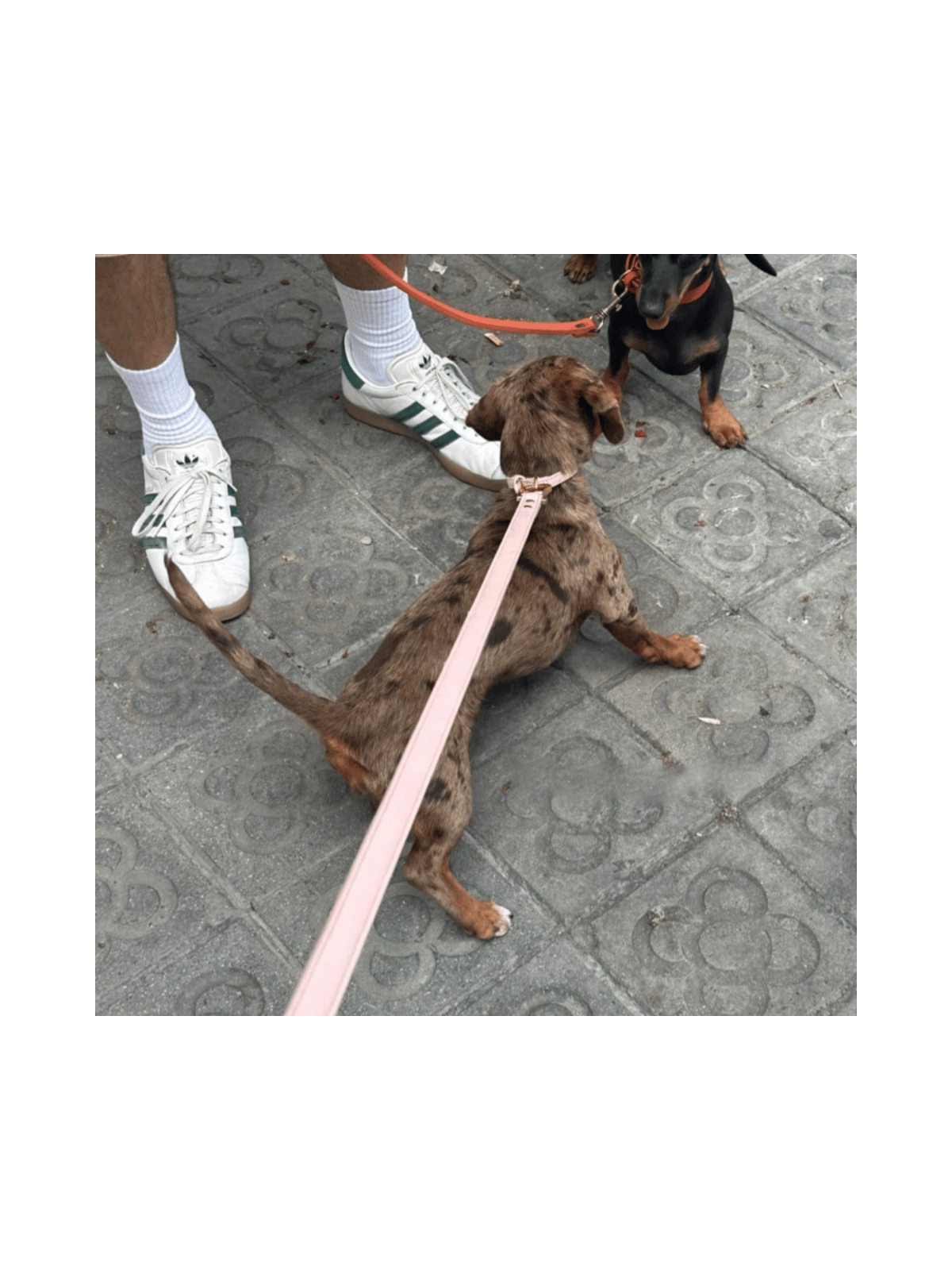 Leash – Marshmallow